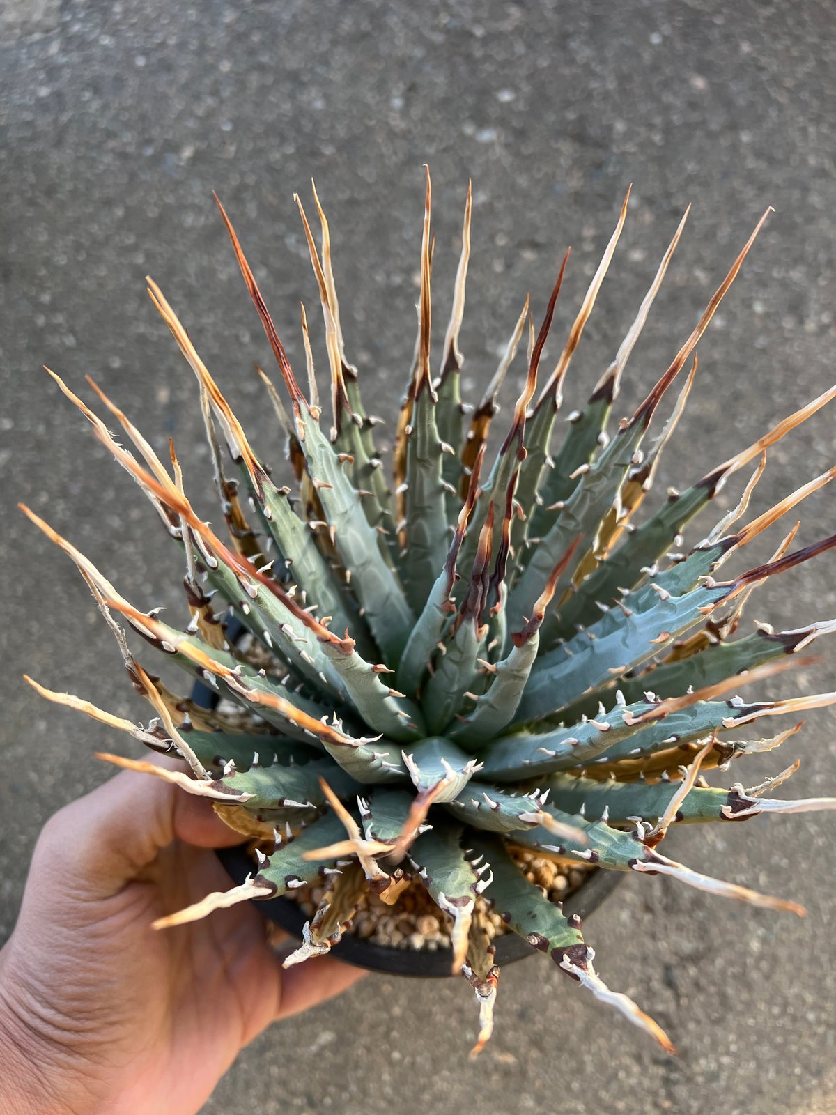 ユタエンシス エボリスピナ 5寸鉢サイズ | STELLA.PLANTS