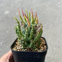 ユーフォルビア スコエランディ 闘牛角 4
