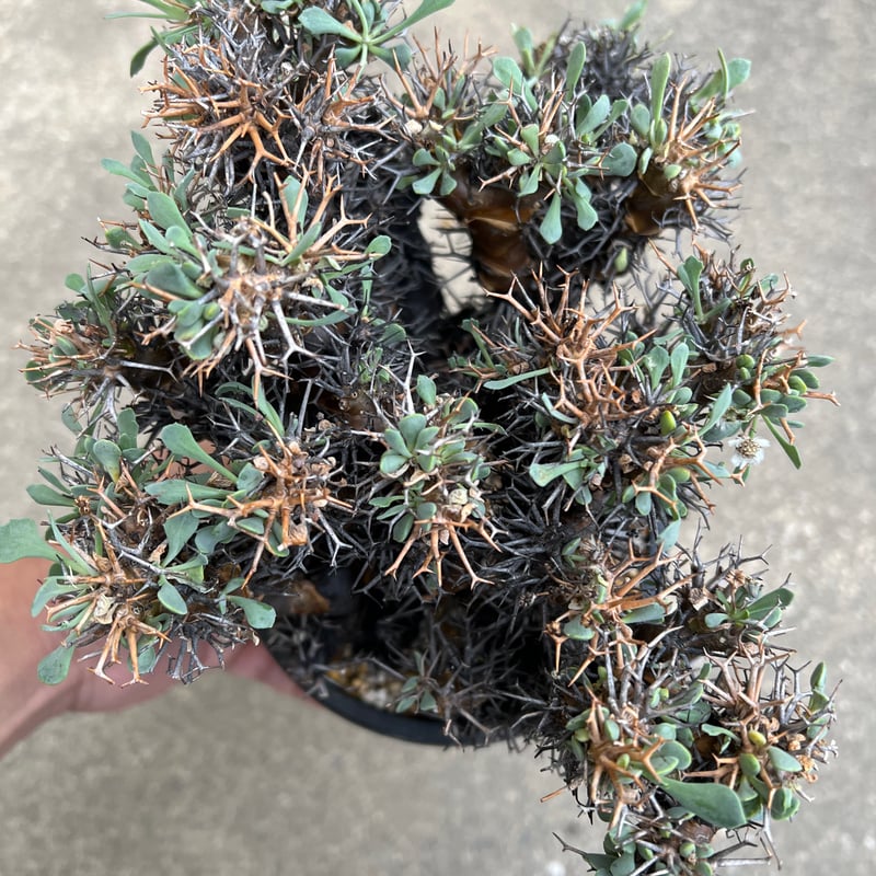 オトンナ ユーフォルビオイデス | STELLA.PLANTS オトンナ ユーフォルビオイデス | STELLA.PLANTS