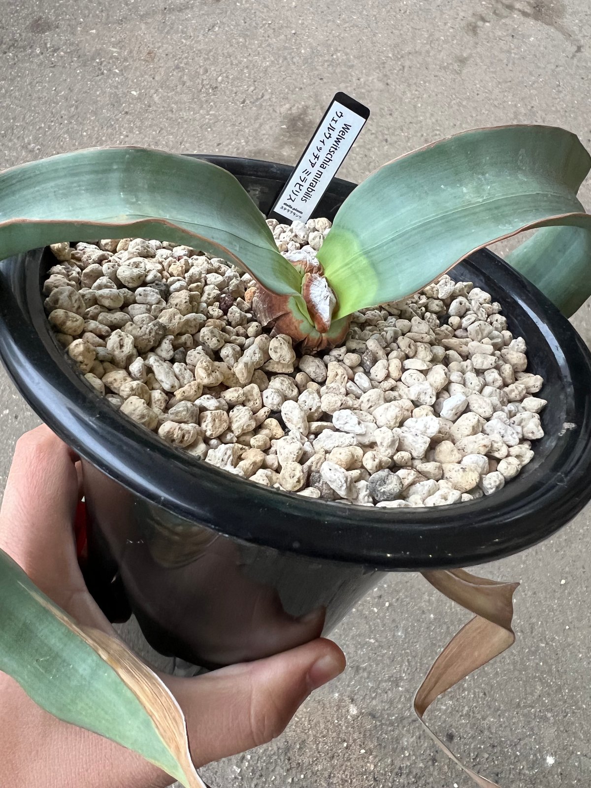 ウェルウィッチア・ミラビリス～Welwitschia mirabilis 奇想天外 ウェルウィッチア ミラビリス (Welwitschia mirabilis