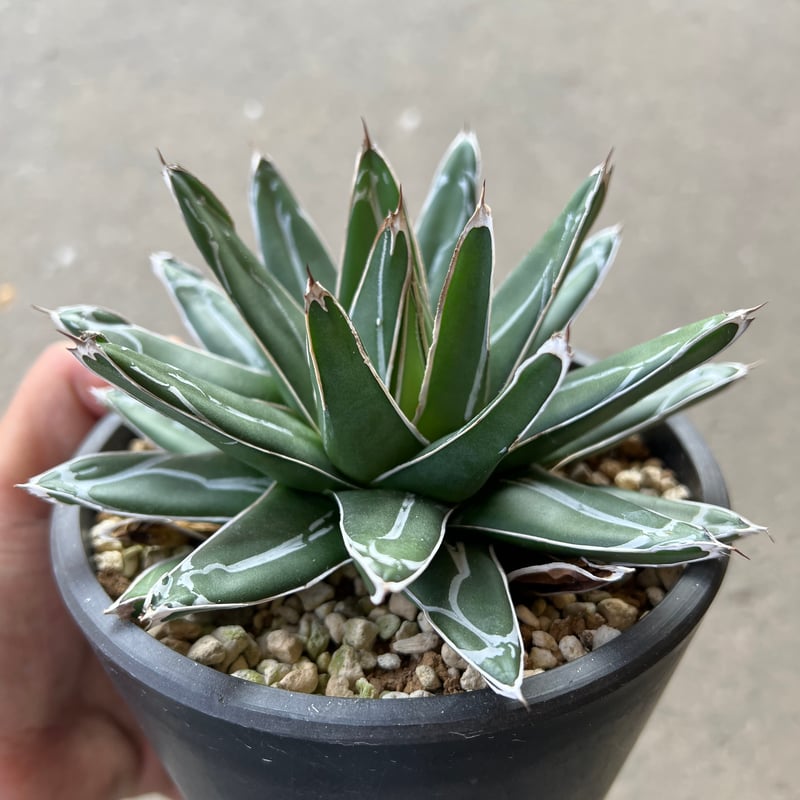 No.112 Agave victoriae reginae 笹の雪 No.112 Agave victoriae reginae 笹の雪