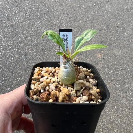 CATEGORY コーデックス | STELLA.PLANTS