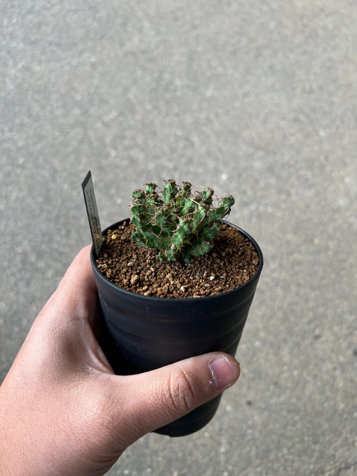 【希少】ユーフォルビア アクチノクラダ コーデックス3寸 塊根植物 グラキリス Euphorbia actinoclada ユーフォルビア・アクチノクラダ メンズに
