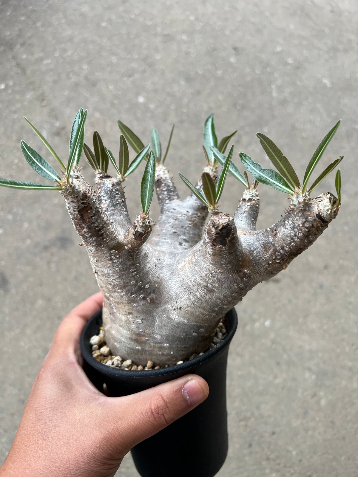 パキポディウム イノピナツム 【公式通販】