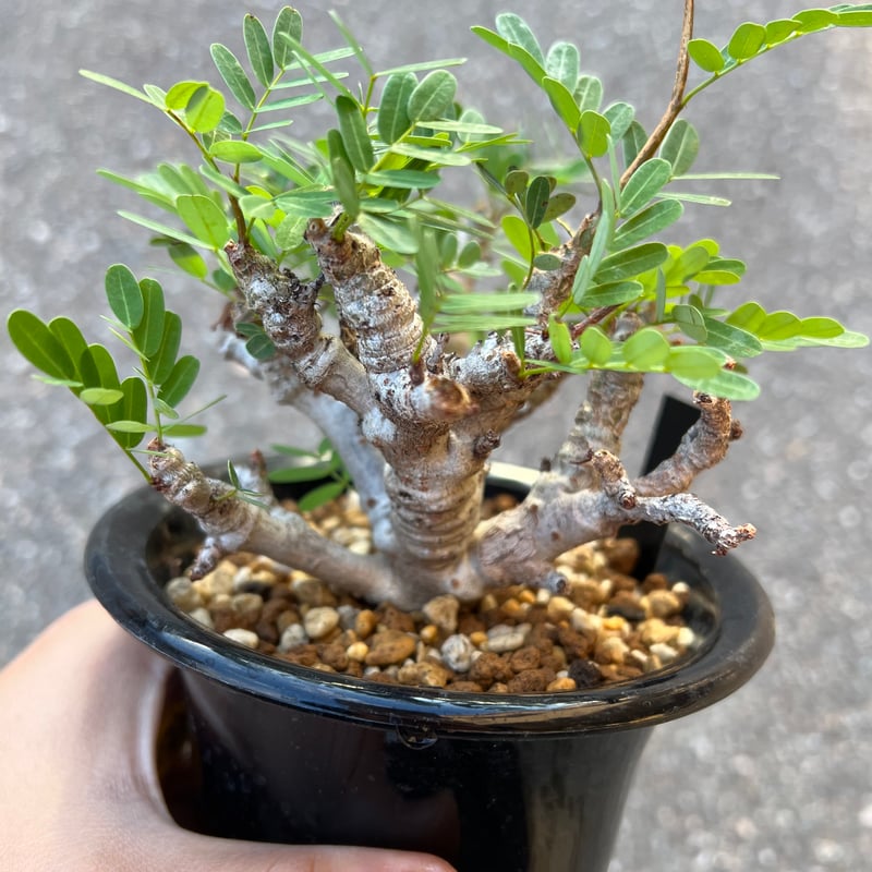 センナメリディオナリス　実生　42 植物】センナ メリディオナリス 良型実生株 | A-PLANTS|塊根植物販売