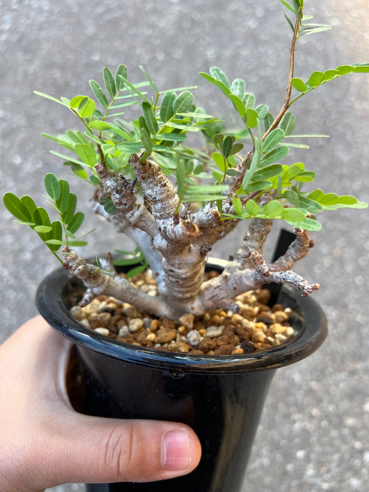 センナ メリディオナリス 実生 | STELLA.PLANTS