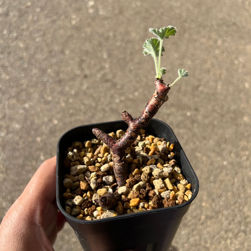 ペラルゴニウム ミラビレ 2 | STELLA.PLANTS