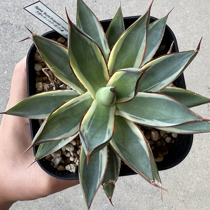 バーントバーガンディ大株 【公式通販】