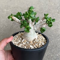 ユーフォルビア シミリラメア | STELLA.PLANTS
