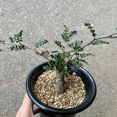 オペルクリカリアデカリー | STORES