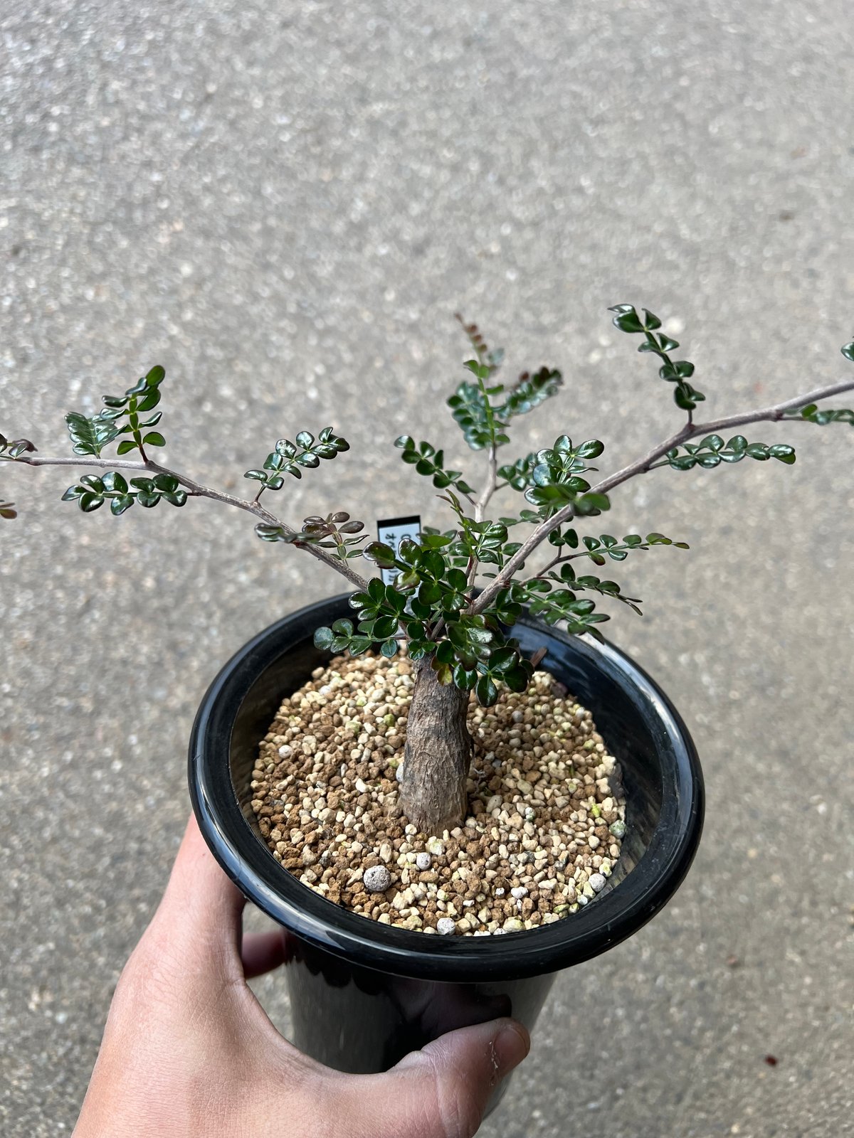 オペルクリカリア デカリー8 | STELLA.PLANTS