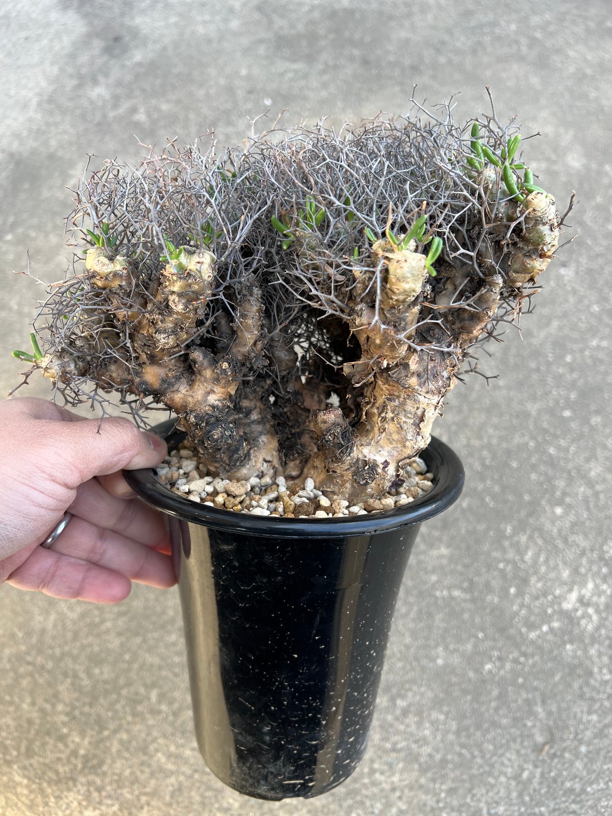 チレコドン レティキュラータス 万物想 | STELLA.PLANTS チレコドン レティキュラータス 万物想 | STELLA.PLANTS