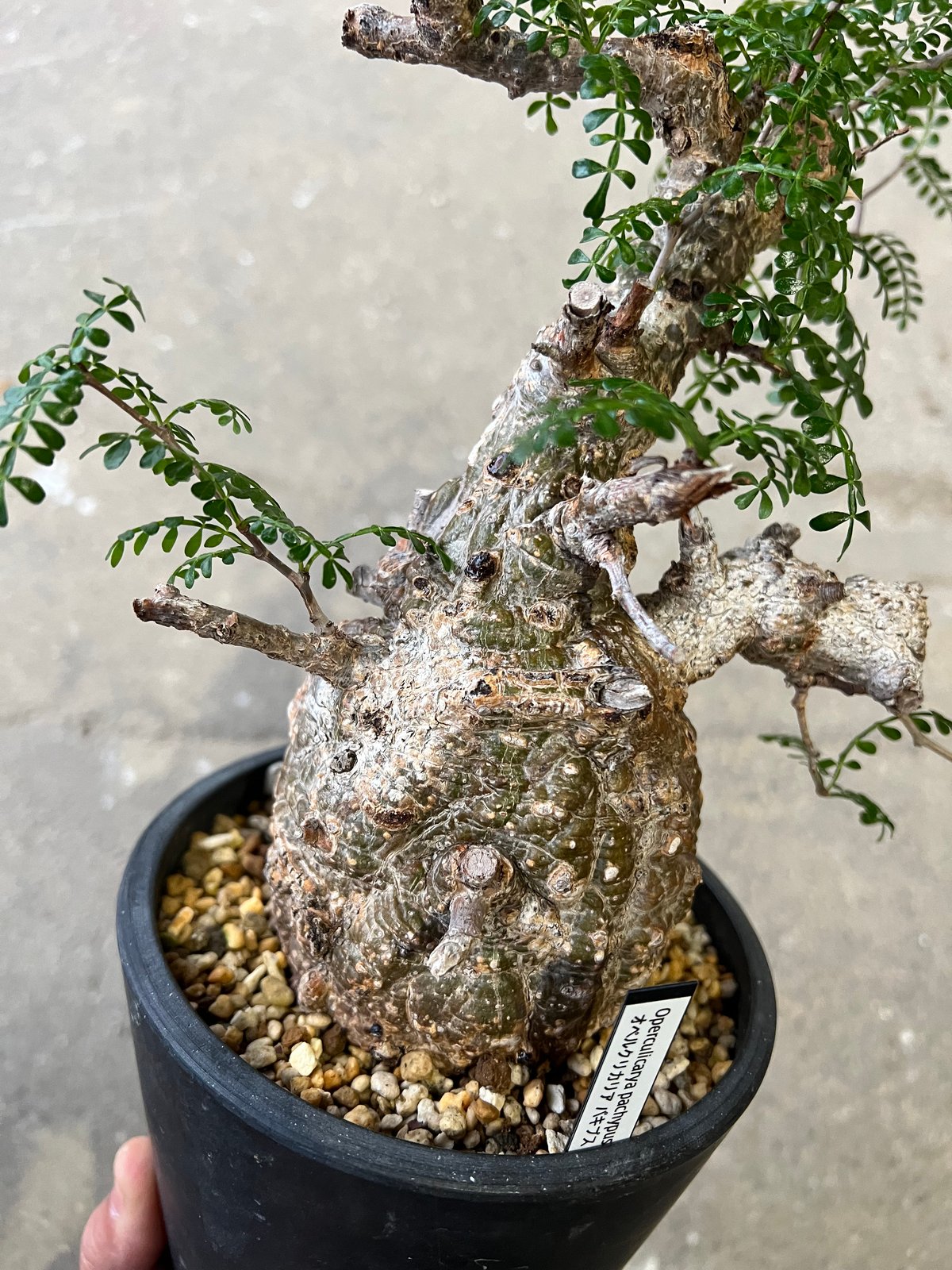 オペルクリカア　パキプス オペルクリカリア パキプス-OP44 | Supervoid Caudex