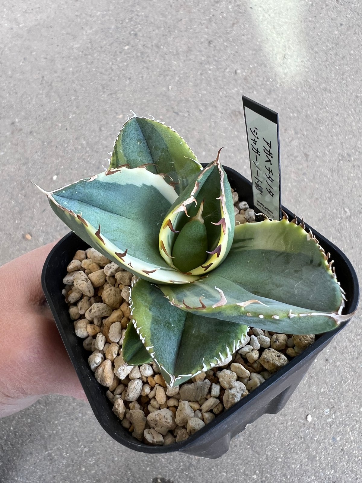 アガベ チタノタ ジャガーノート錦1 | STELLA.PLANTS