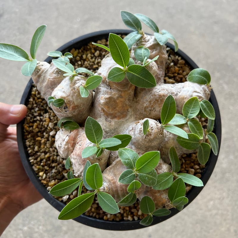 パキポディウム ブレビカウレ 恵比寿笑い | STELLA.PLANTS