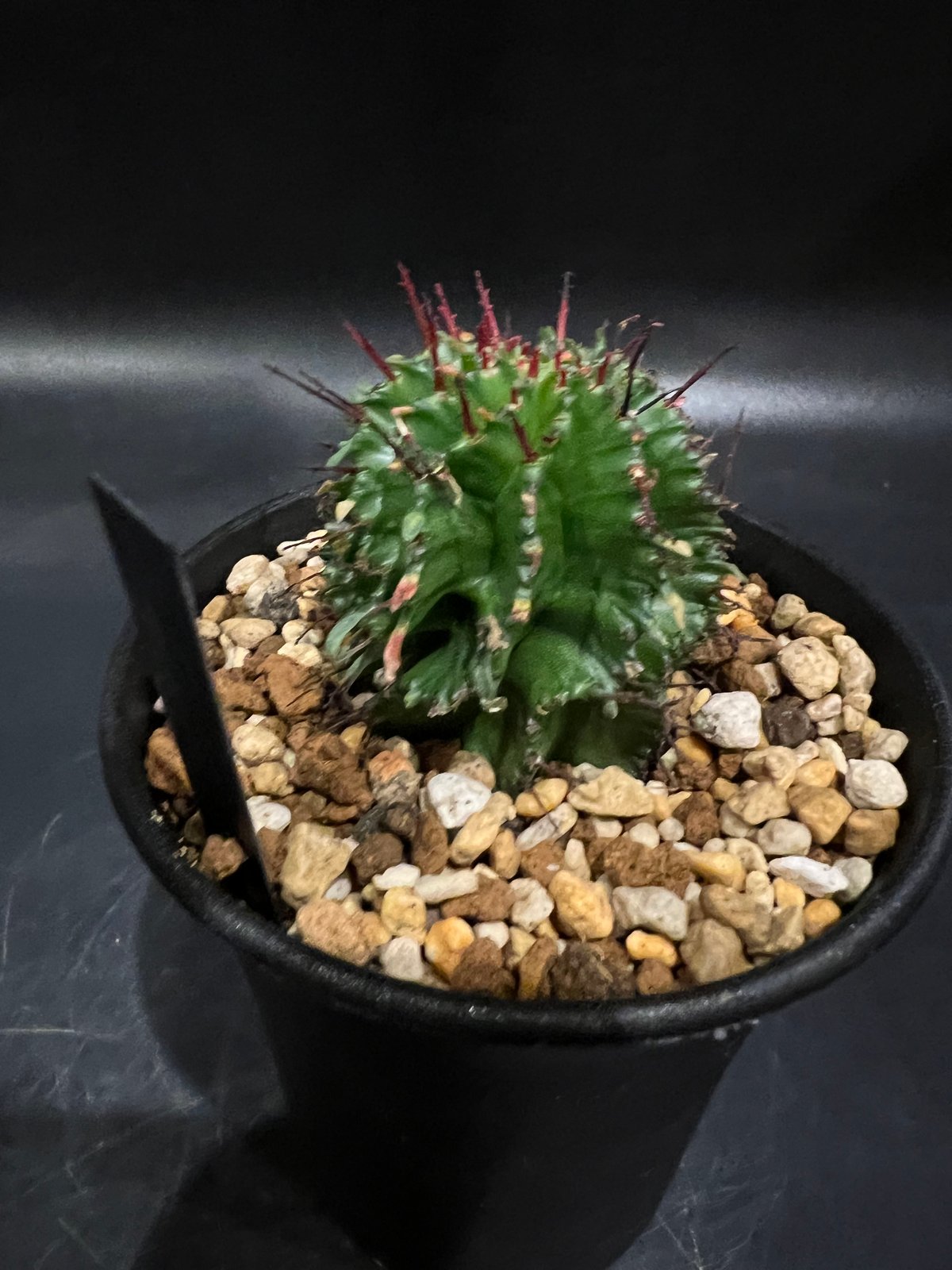 ユーフォルビア ポリゴナ | STELLA.PLANTS