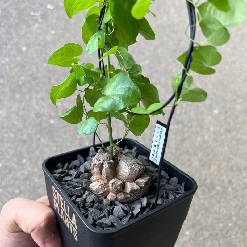 アフリカ亀甲竜 3 | STELLA.PLANTS