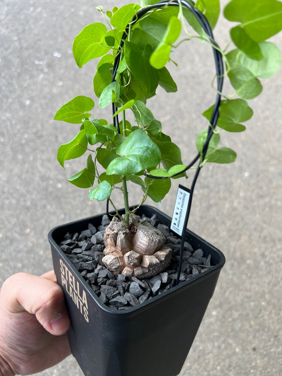 アフリカ亀甲竜 2 | STELLA.PLANTS