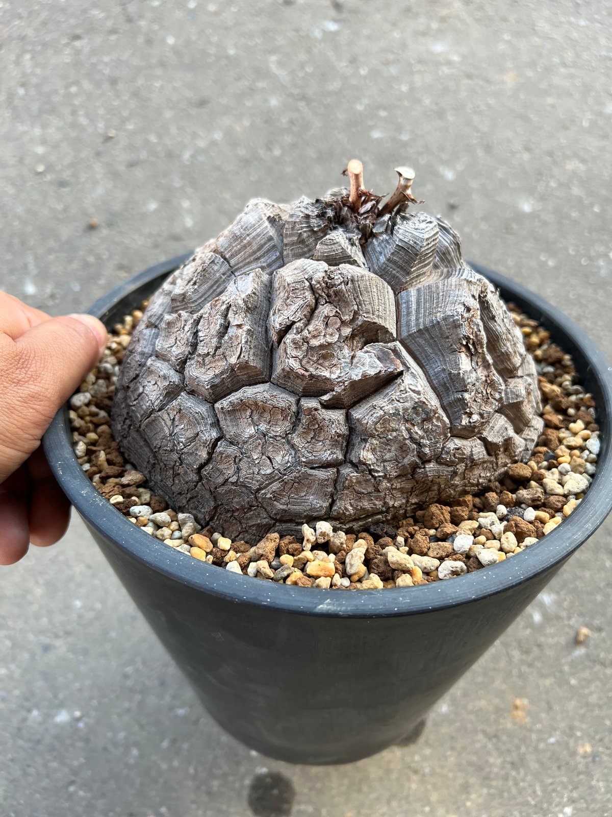 アフリカ亀甲竜 6寸4 | STELLA.PLANTS アフリカ亀甲竜 6寸4 | STELLA.PLANTS