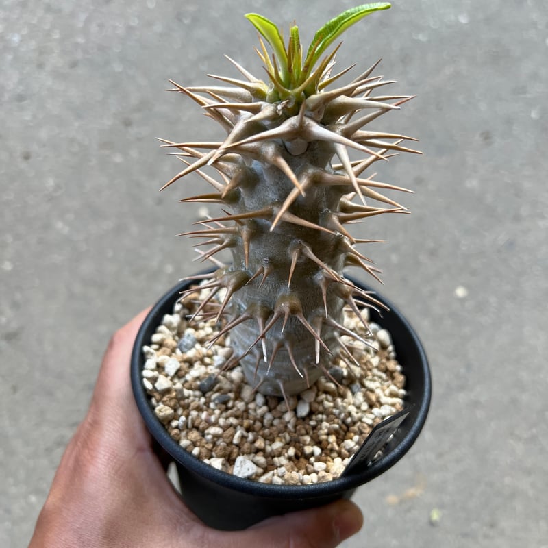 パキポディウム　アンボンゲンセ　2頭 パキポディウム アンボンゲンセ2 | STELLA.PLANTS