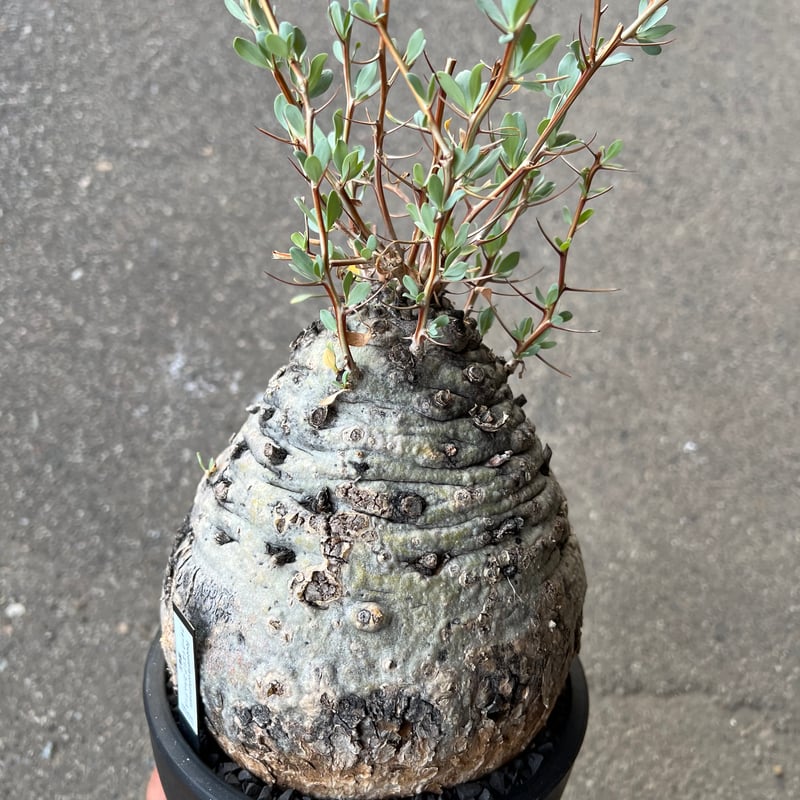 フォークイエリア コルムナリス 観峰玉 | STELLA.PLANTS