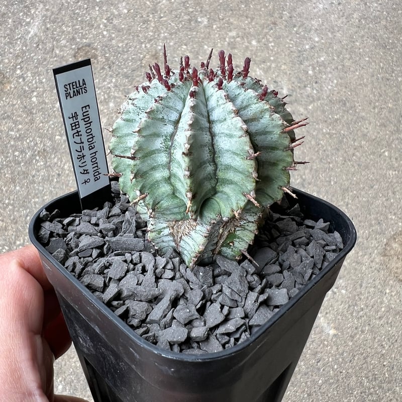 ピ*マ様 ユーフォルビアホリダ 宇田ゼブラホリダ 太縞 特大サイズカキ