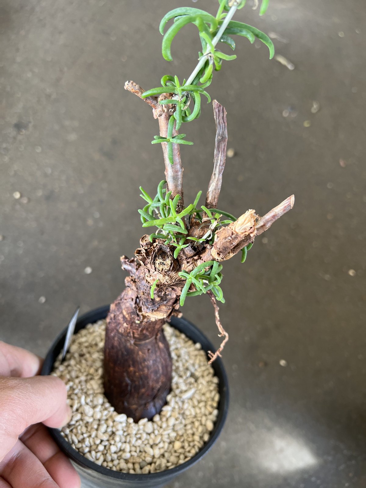 メストクレマ☆アルポリフォルメ☆塊根植物☆コーデックス☆発根