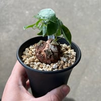 アフリカ亀甲竜 2