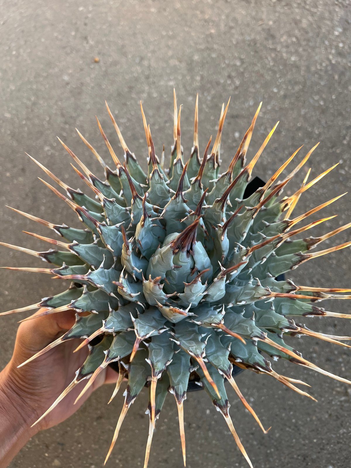 ユタエンシス エボリスピナ 6寸鉢 | STELLA.PLANTS