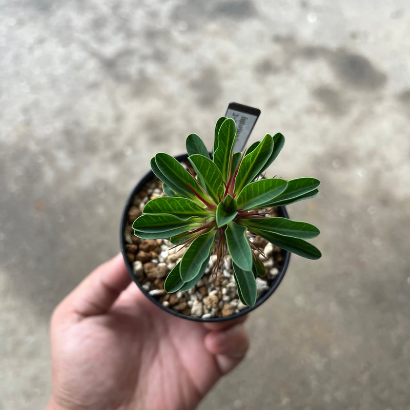 ユーフォルビア ギラウミニアナ実生1 | STELLA.PLANTS ユーフォルビア ギラウミニアナ実生1 | STELLA.PLANTS