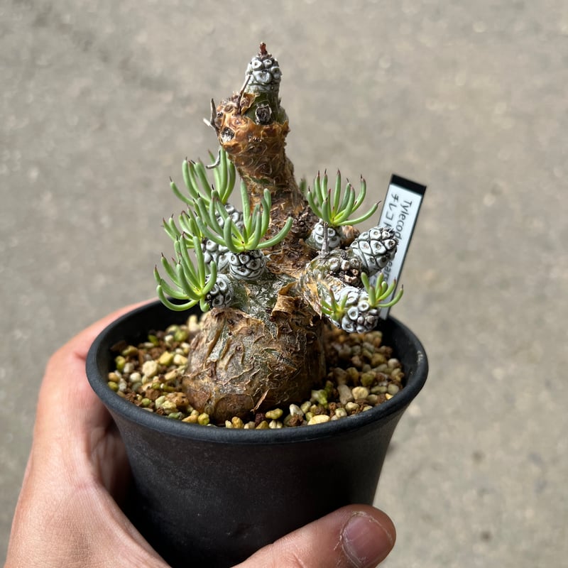 チレコドン ペアルソニー★抜き苗★ チレコドン ペアルソニー1 | STELLA.PLANTS