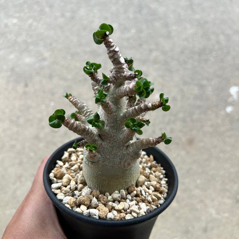 アデニウム D.H.A 獅子葉 3 | STELLA.PLANTS