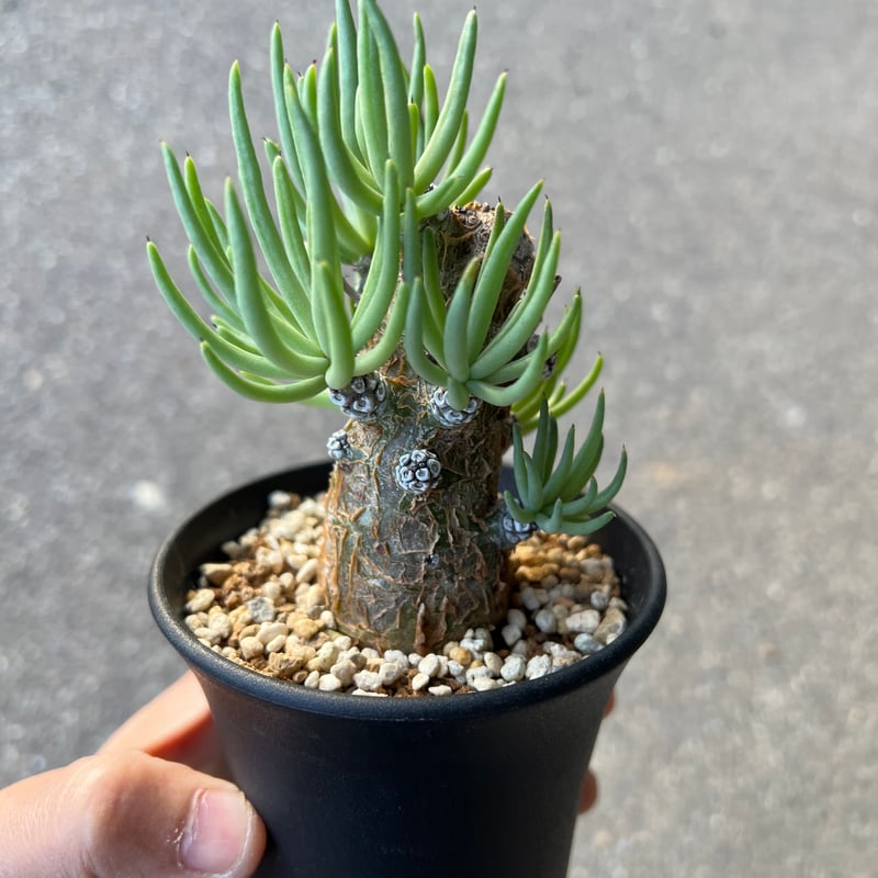 チレコドン ペアルソニー1 | STELLA.PLANTS