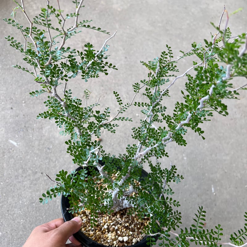 オペルクリカリア パキプス | STELLA.PLANTS オペルクリカリア パキプス | STELLA.PLANTS