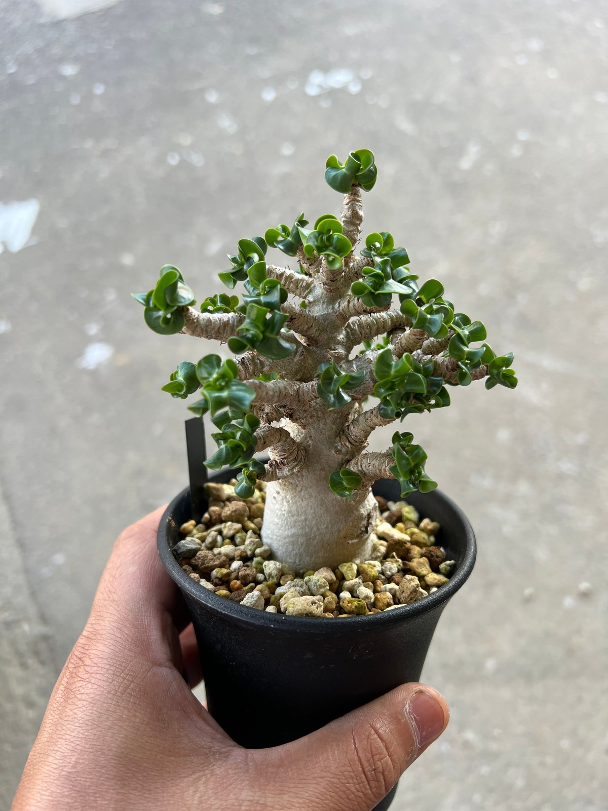 アデニウム 獅子葉 DHA アデニウム D.H.A 獅子葉 3 | STELLA.PLANTS