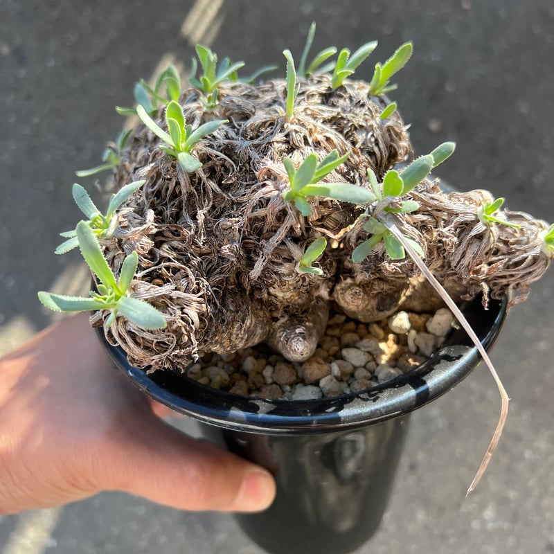 オトンナ レトロルサ | STELLA.PLANTS