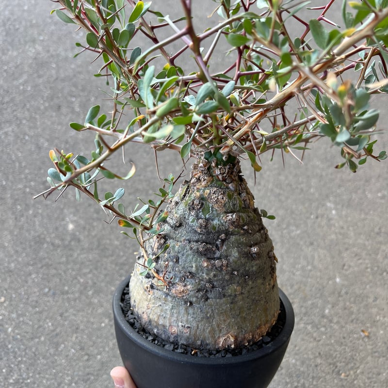 フォークイエリア コルムナリス 観峰玉 | STELLA.PLANTS