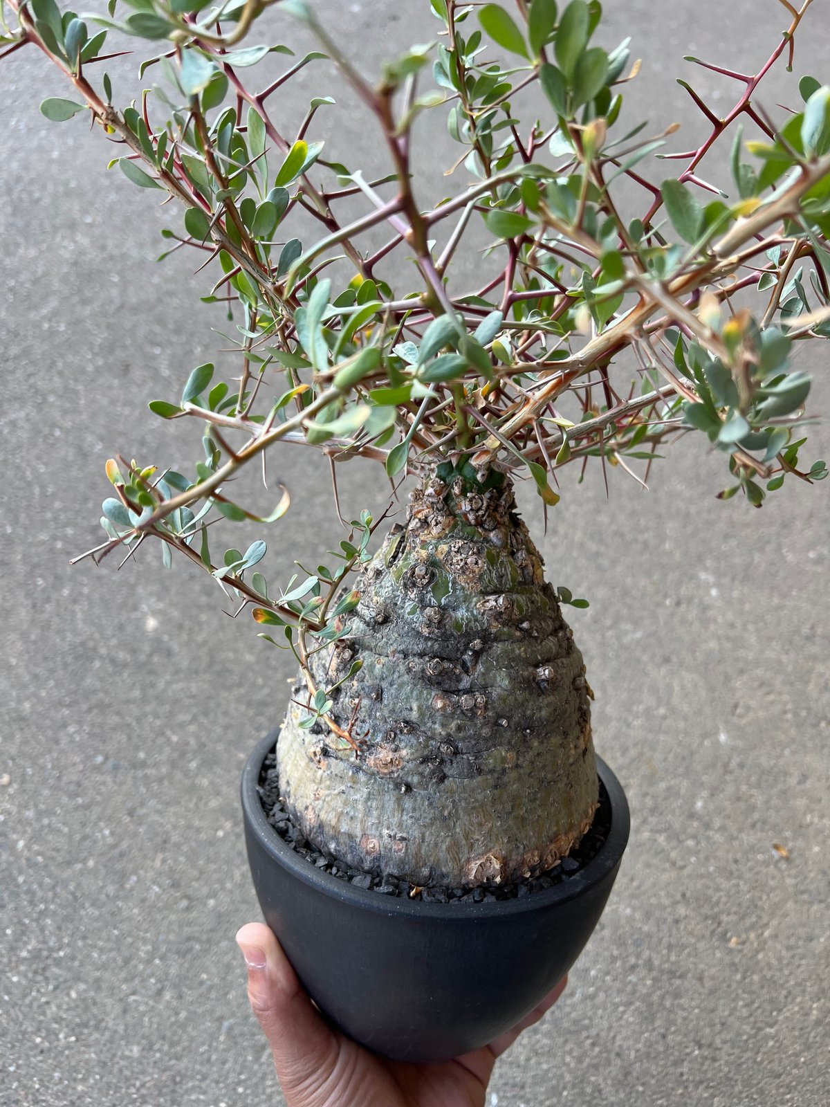 フォークイエリア コルムナリス 観峰玉 | STELLA.PLANTS