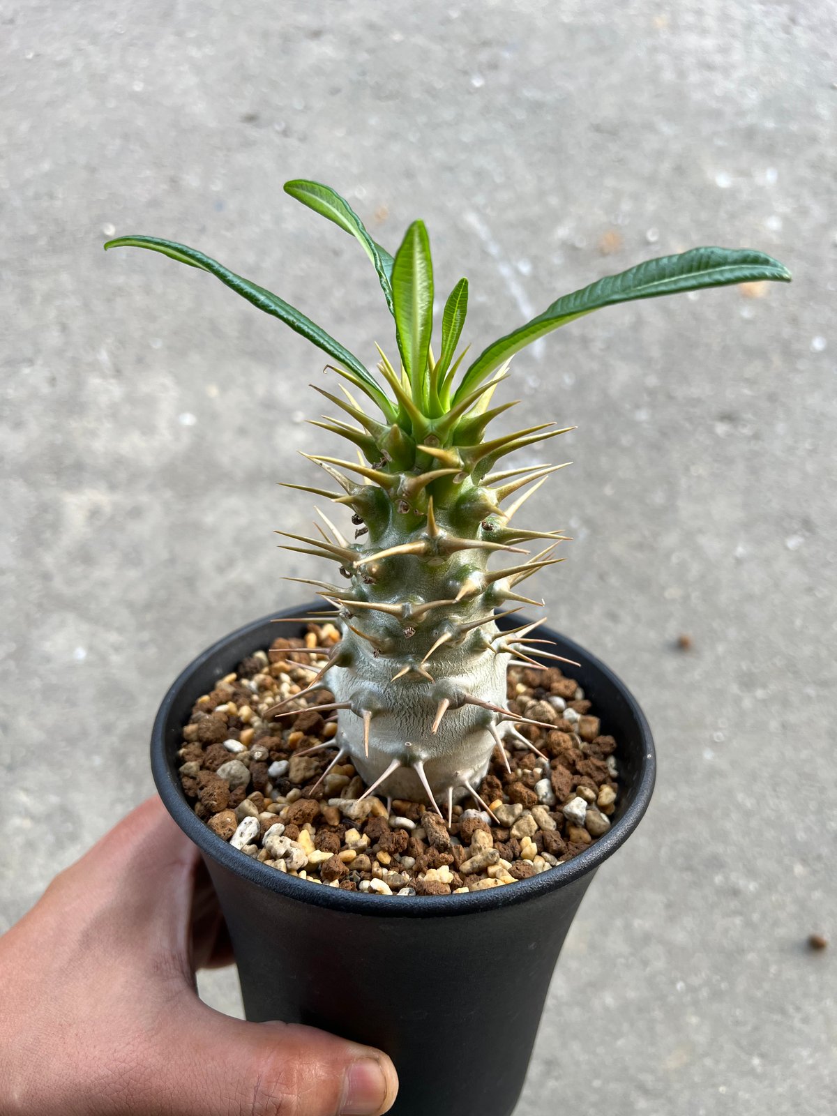み*中様 美形 パキポディウム・アンボンゲンセ パキポディウム・アンボンゲンセ pseudoternata（偽の三本（刺