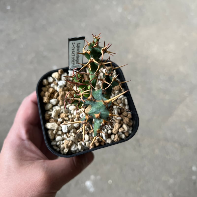 ユーフォルビア クラビゲラ1 | STELLA.PLANTS ユーフォルビア クラビゲラ1 | STELLA.PLANTS