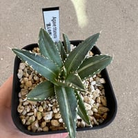 アガベ チタノタ 狼人中斑 | STELLA.PLANTS