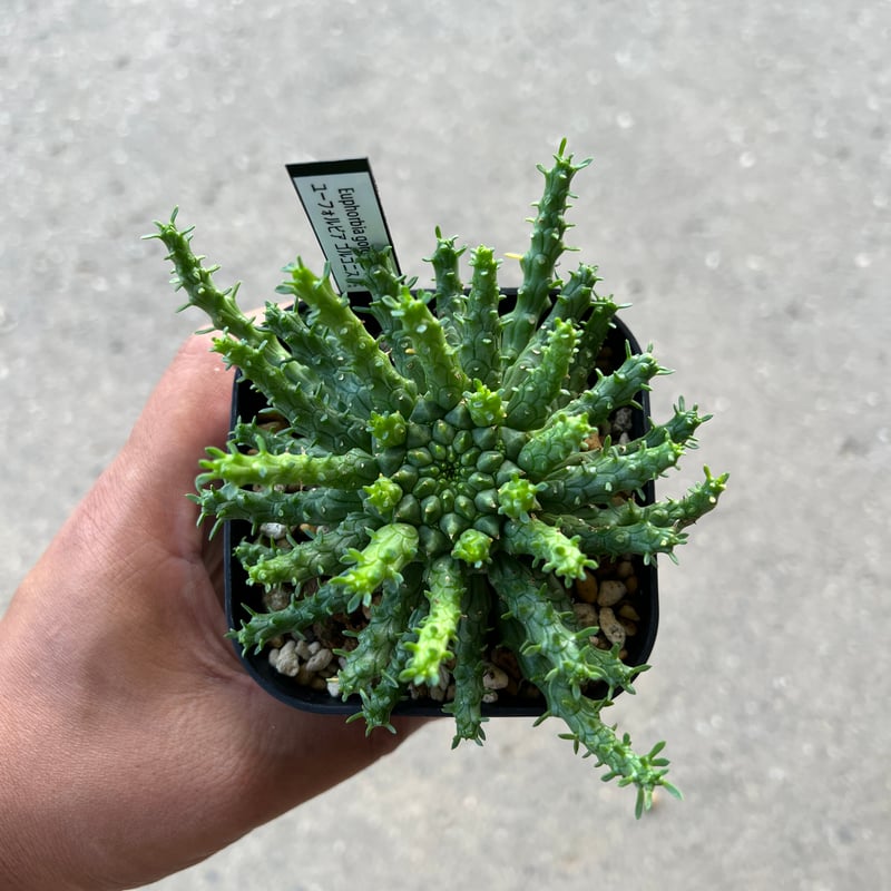 ユーフォルビア　ゴルゴニス ユーフォルビア ゴルゴニス Euphorbia gorgonis No.4 | mana's