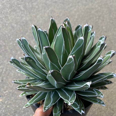 Agave 笹の雪