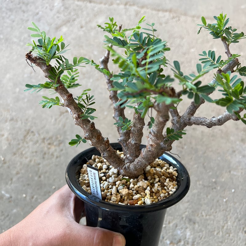センナ　メリディオナリス　5-519 センナ メリディオナリス2.5号 | 植物との暮らし apricot