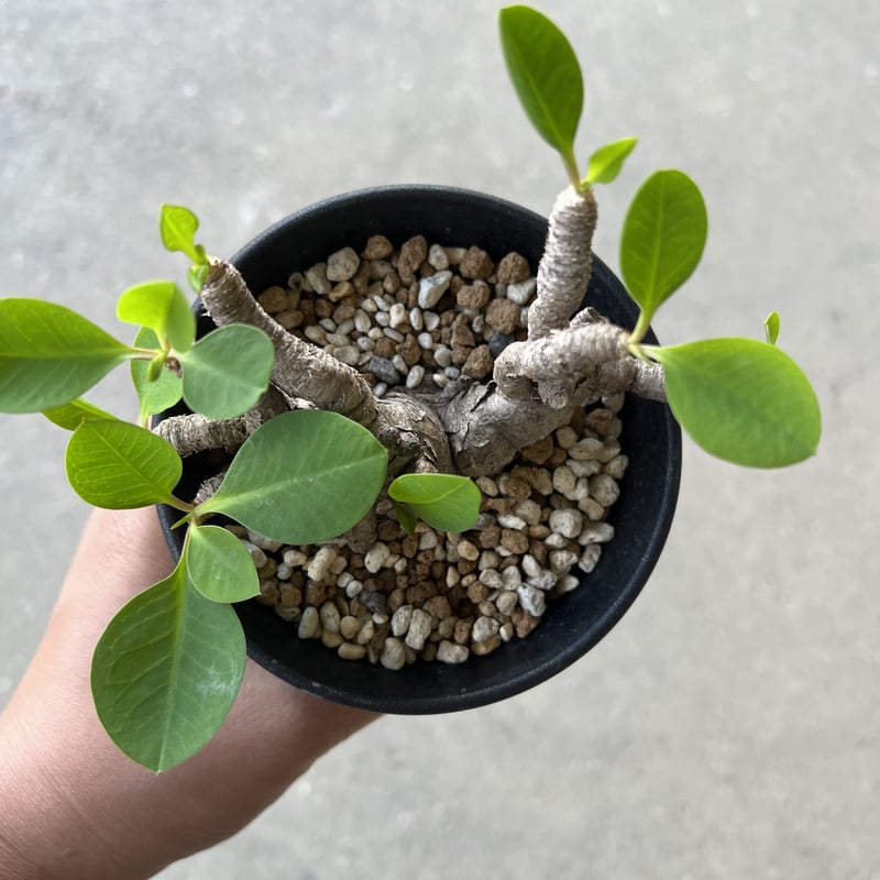 【現地球／発根済】ユーフォルビア　イトレメンシス　ODDROOTS管理株 現地球／発根済】ユーフォルビア イトレメンシス ODDROOTS管理株