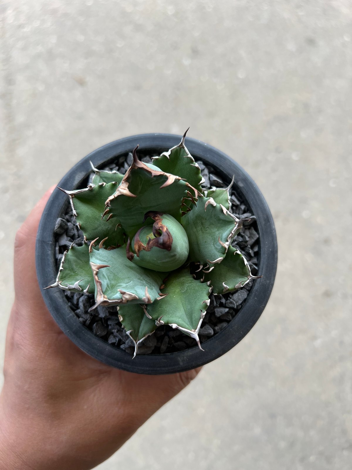 アガベ チタノタ　農大ナンバーワン　現品 成長記録】アガベ チタノタ 農大No.1(本物) | KAI plants