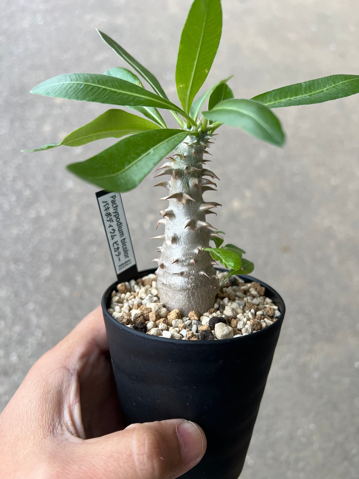 パキポディウム ビカラー