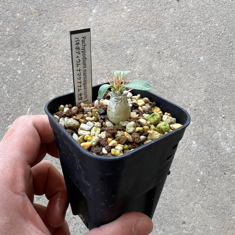 パキポディウム ナマクアナム 光堂2 | STELLA.PLANTS