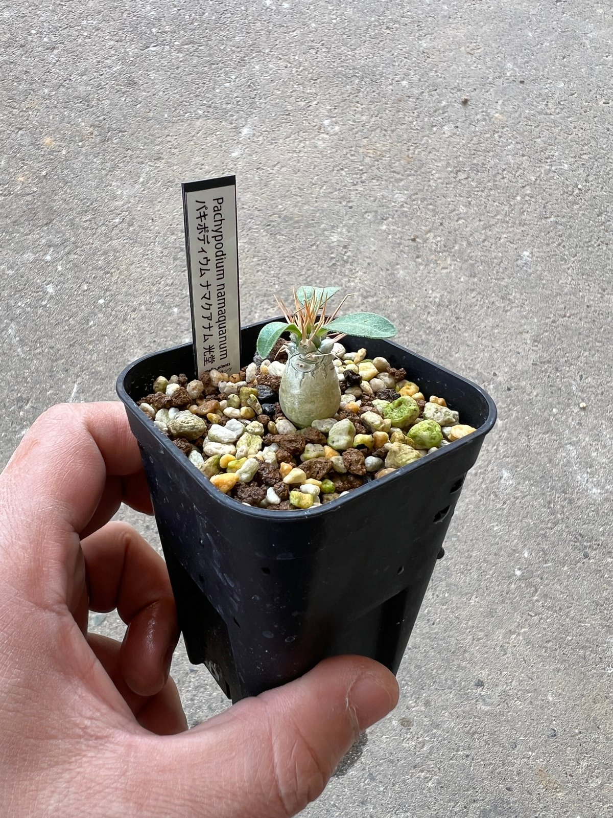 パキポディウム ナマクアナム 光堂 2株セット パキポディウム ナマクアナム 光堂2 | STELLA.PLANTS