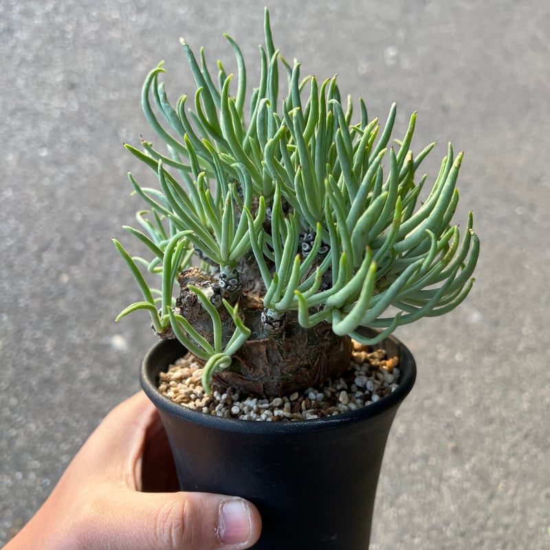 チレコドン ペアルソニー3.5-5 | STELLA.PLANTS